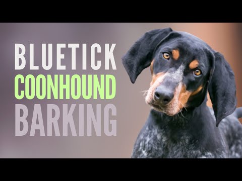 Bluetick Coonhound Barking Sounds SFX (8 Different Grunts/ Howls)