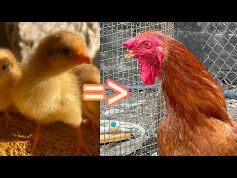 Process of raising chickens from hatching to adulthood - poultry farming