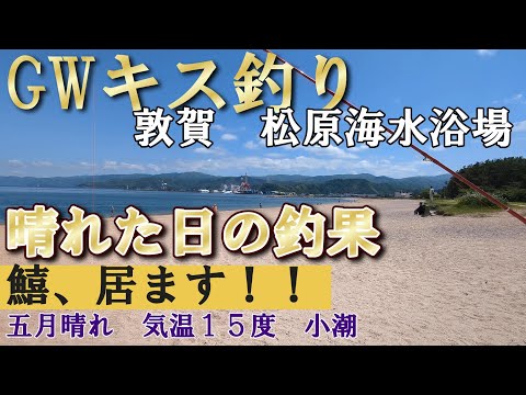 敦賀GWキス釣り２　晴れの釣果　#敦賀　#鱚　#釣り　#キス釣り　#釣果　#北陸　#福井県