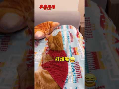 屁孩貓咪每天都有新花招！無法使用的沙發 #姆哥困擾 #宇宙貓咪 #cat #shorts #shortstw