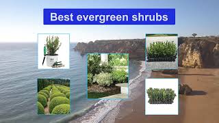 ▶️Evergreen shrubs: Top 5 Best Evergreen shrubs For 2021 - [ Buying Guide ]