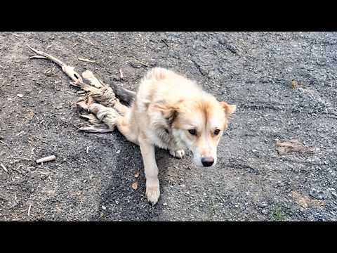 The stray dog struggled forward, dragging his numb hind legs, but with loving care, he stood again❤️