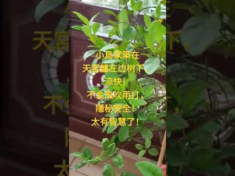 小鸟筑家在天公炉边，安全又舒适。