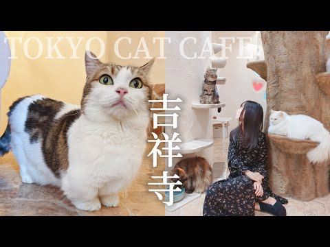 Tokyo Cat Cafe｜Kichijoji Petit Mura Temari no Oshiro｜Bread Thief Cafe｜Japan