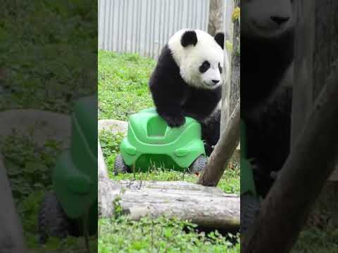 パンダはおもちゃの車と遊んでいます 
Cute Panda Playing with Toy Car