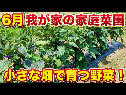 【６月・家庭菜園】我が家の畑をぐるーっと１周見てみよう！皆さんの畑と比較して見てください！