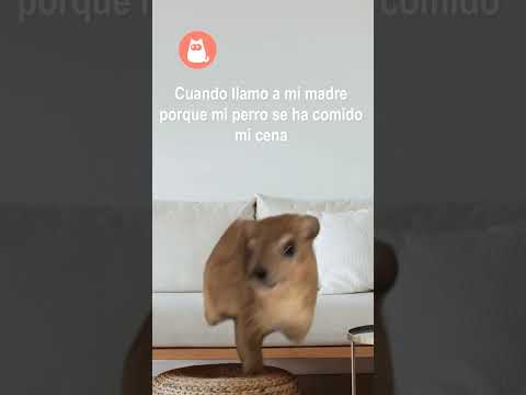 Cuando tu PERRO se COME tu CENA 🐶😱 #SHORTS