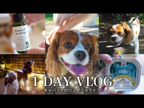 🐶👩🏻‍🦰キャバリアと過ごす一日｜ケリーのワンダフルライフ【vlog】