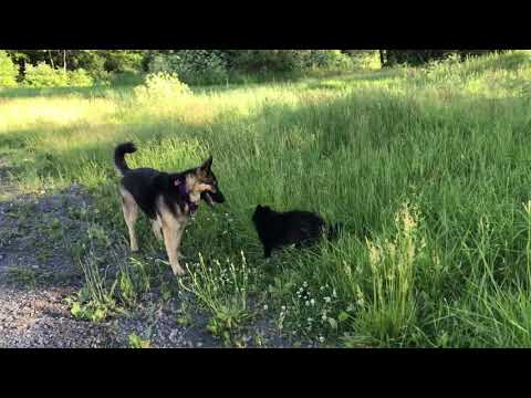 German Shepherd off leash at a cornfield! Chasing & Herding a Pomsky - a Pomeranian Husky breed