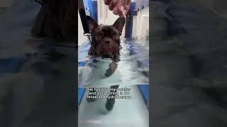 This little 1 year old French Bulldog is Harry doing hydrotherapy at dogs in motion canine rehab