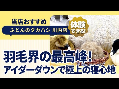 徳島県徳島市川内町│希少価値│羽毛の宝石アイダーダウンの魅力に迫る│羽毛界の最高峰！│ふとんのタカハシ川内店