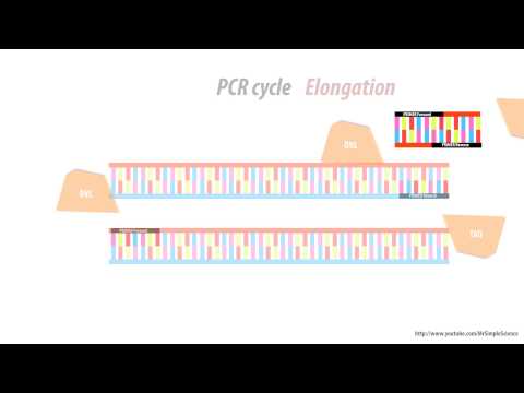 What is a primer dimer - Simple Animated - HD - PCR problems