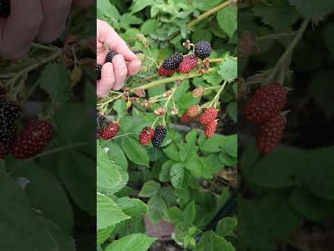 Learn When to Harvest Blackberries #gardening