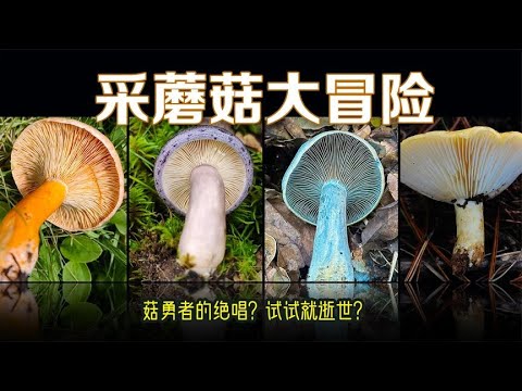 Survival challenge game  but mushroom picking version! Try and die?