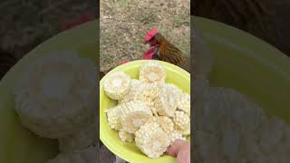 Chickens and corn on the cob #shorts #backyardchickens #chickensaspets #ilovechickens