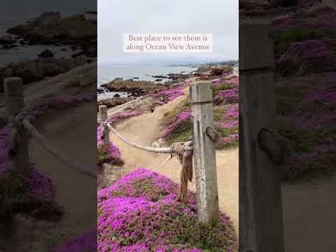 Take a ride on this magic carpet in Pacific Grove, CA 🌸 #hikecalifornia #californiaroadtrip #bigsur