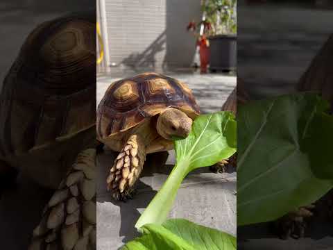 療癒吃播 #video #viral #animals #cute #pets #videos #turtle #sulcata #カメラ