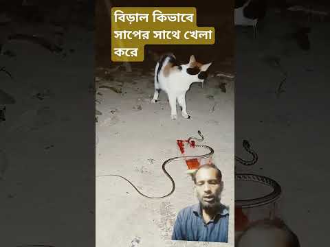 বিড়াল কিভাবে সাপের সাথে খেলা করেন #motivation #video #funny