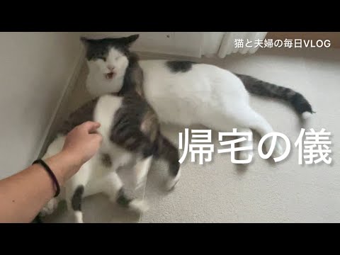 猫と夫婦の毎日VLOG#468  帰宅後、おかえりの儀