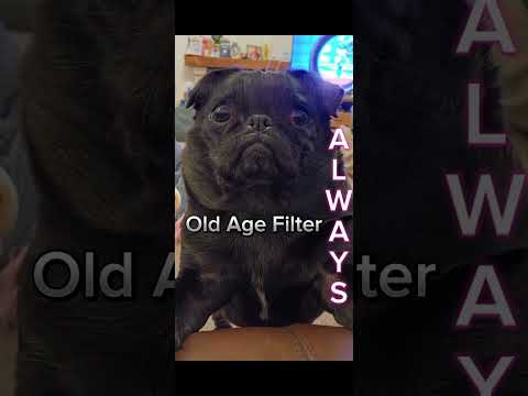 old age filter on pet pug, true love, for the love of pugs pet lover