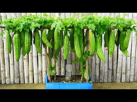 Growing Bitter Melon in PLASTIC (Surprising Results!) - No Garden Needed