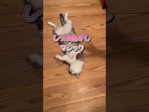 しっぽ動かしマジック #ねこ動画 #ねこ #ことねこくらし #cat #しっぽフリフリ #しっぽ #へそ天 #ヘソ天 #動物マジック#子どもと猫