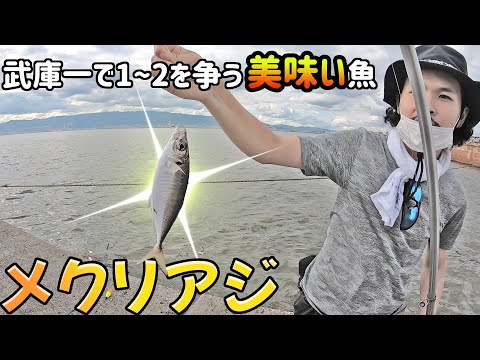 【武庫川一文字】サビキ釣りで最強に美味い魚メクリアジ【武庫川渡船】~普通のアジとの違いは？~