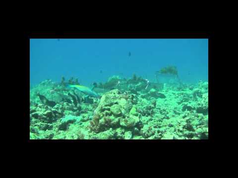 Grazing parrotfish let coral thrive