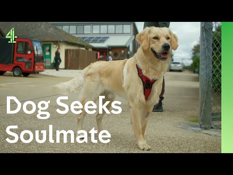 Neglected retriever makes friends with a collie | The Dog House 🐶 | Sammy the Golden Retriever