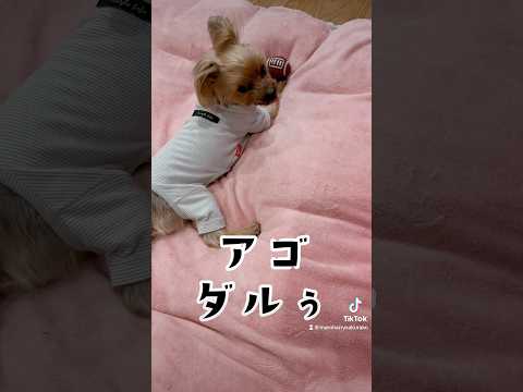 雨で退屈MAX。🏉カミカミしすぎてアゴダルぅ🐶💕