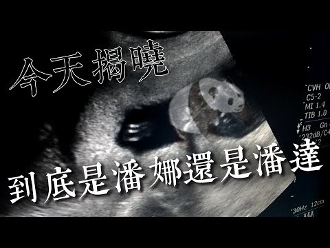 全球華人引頸期盼的性別之謎｜究竟是潘娜還是潘達呢