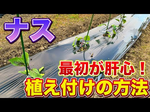 【ナス栽培】最初が重要！植え方で今後の生育が変わってきます！（肥料の選定・畝作り・植え付け方法）