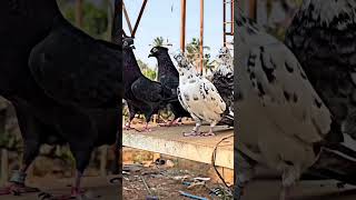 Pigeon statues #pigeon #pigeonbreeds #kabootar #oldlinepigeons #pigeontypes #kabutar #reels #shorts