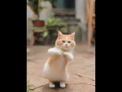 Crazy Cat Dancing ～😻❤️❤️ #catdance #shorts #cats