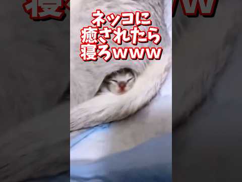 ネッコの動画で癒されたら寝ろｗｗｗ　#2ch #2chまとめ 動物スレ #2ch面白いスレ #動物 #犬 #猫 #癒やし #ねこ動画