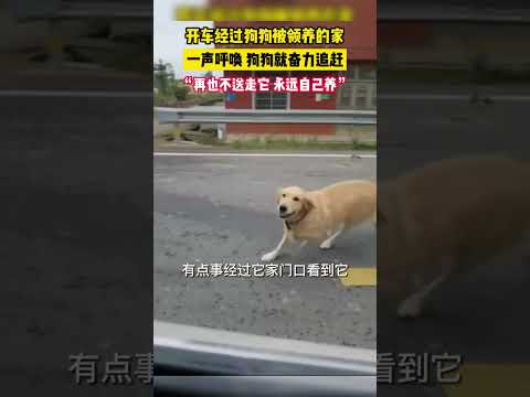 王女士開車經過自家狗狗被送養的家庭，喊了一聲它的名字，它就開始窮追不捨...“打招呼後帶回了家，再也不送走了”【真相記】