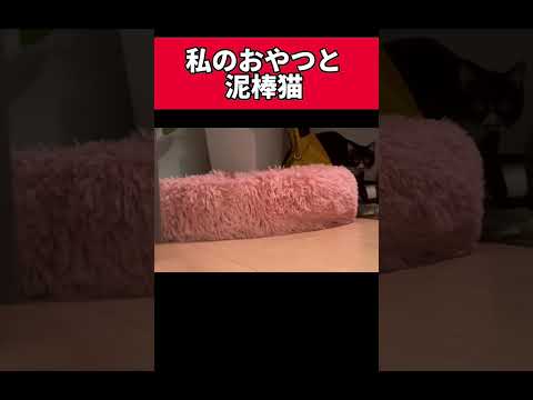 私のおやつと泥棒猫 #shorts