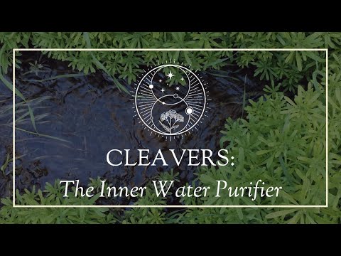 Cleavers: The Inner Water Purifier