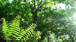 "α" CLOCK Video "Light&Forest III" captured with "NEX-7" Shirakami-Sanchi, Japan