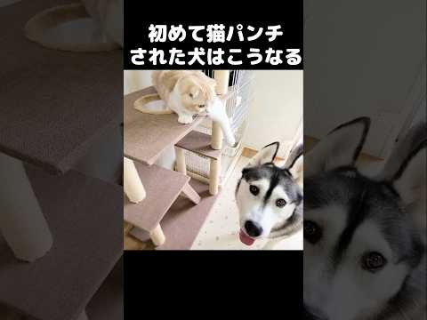 初めて猫にパンチされた犬はこうなります...笑#shots