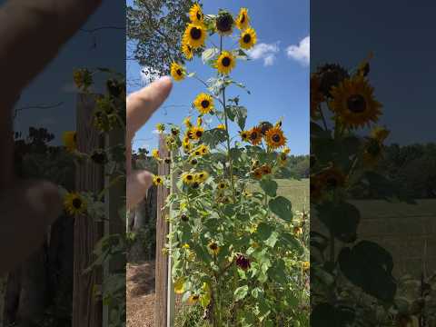 Tennessee Drought Ruined my Sunflower Hut 😔