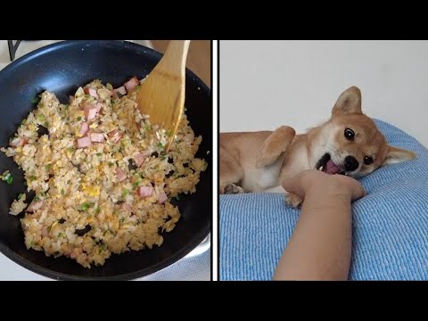 チャーハン食べて柴犬と戯れる生活