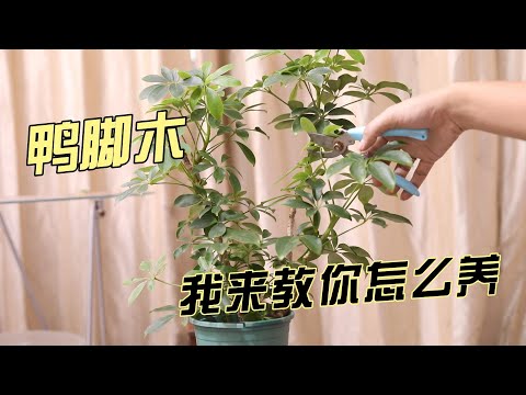 鸭脚木怎么养？园艺师教你，轻松学会养鸭脚木