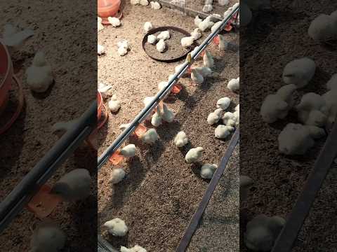 poultry farm chicks arrival, #poultry #farming #farm #shorts #viralshort #ytshorts #chicks