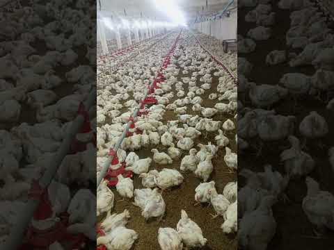 poultry farm #broiler_poultry_farm #henfarminginpakistan #poultryfarming #broilerchicks