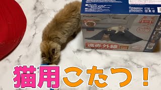 クリスマスプレゼントに、愛猫に猫用こたつをプレゼントした反応！