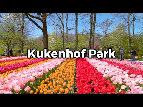 Kukenhof Park#holland #Travel in Europe