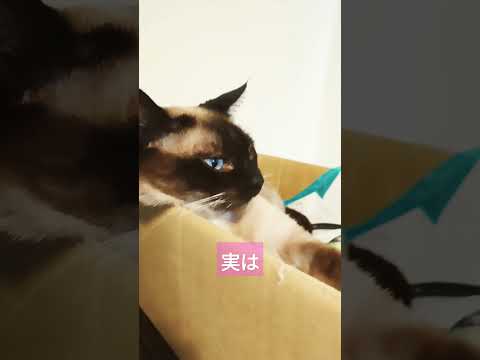 シャムネコのモモ姫 #cat #猫のいる暮らし #猫動画 #ねこ  #保護猫 #siamese