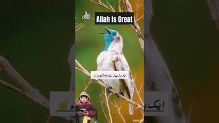 Allah Allah Allah sparrow and #birdlovers #birds #mashallahsubhanallah #birdlovers#birds #birdslover