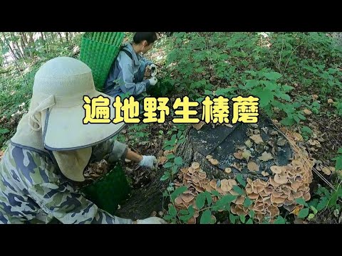 东北林区野生榛蘑泛滥，一片一片的都没下脚地方，一天卖了700多RMB！#农村生活 #东北林区 【913的乡野生活】